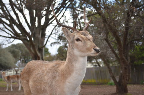 Deer Park Motor Inn Armidale - Tourism TAS 22