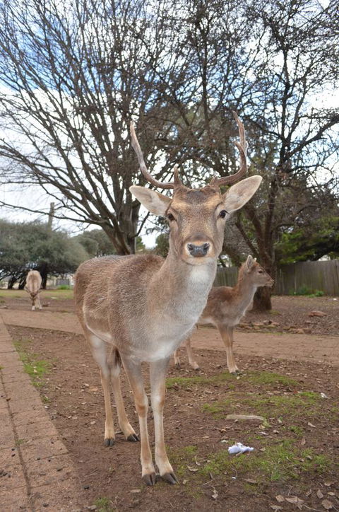 Deer Park Motor Inn Armidale - Tourism TAS 23