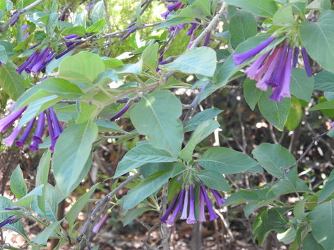 A Secret Garden - Tourism TAS 11