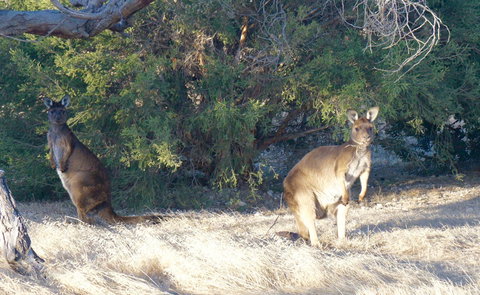 The Cape - Tourism TAS 10