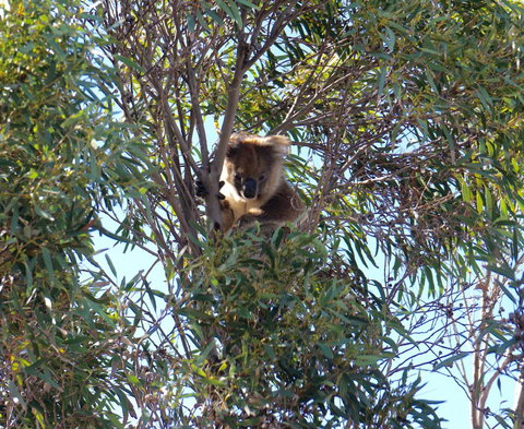 The Cape - Tourism TAS 5