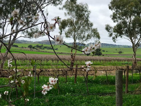 Jasmine\'s Barossa Valley Cottage - Hobart Tourism 20