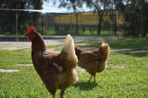 Amande Bed And Breakfast - Tourism TAS 20