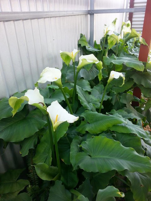 Addies Place Goolwa - Tourism TAS 11