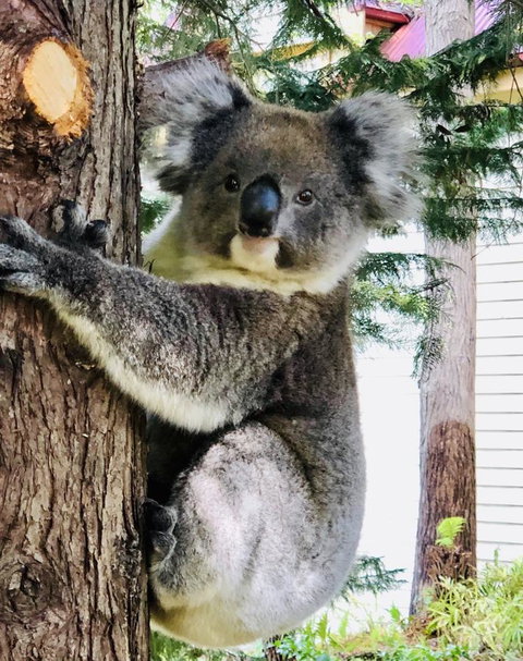 Aldgate Creek Cottage Bed And Breakfast - Tourism TAS 9