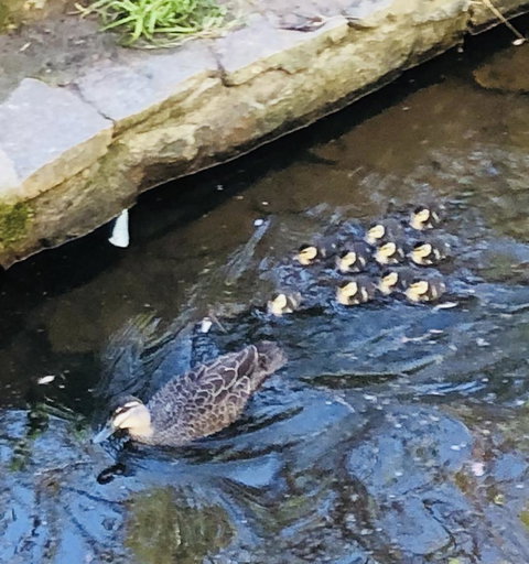 Aldgate Creek Cottage Bed And Breakfast - Tourism TAS 25