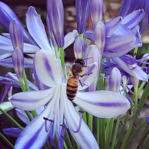 Aldgate Creek Cottage Bed And Breakfast - Tourism TAS 20