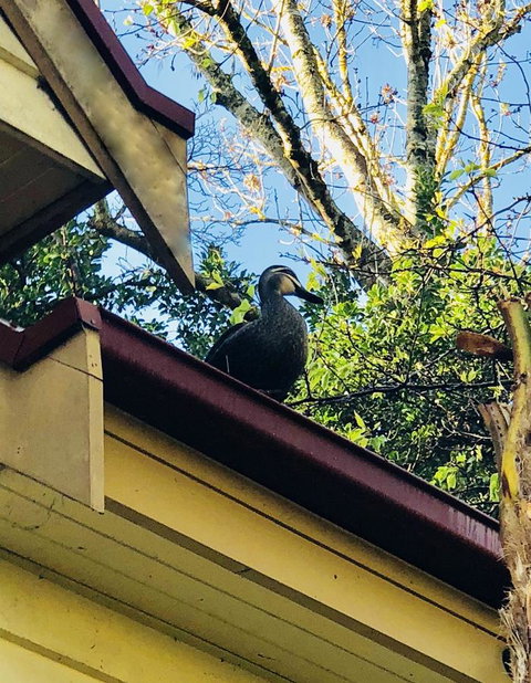 Aldgate Creek Cottage Bed And Breakfast - Tourism TAS 26