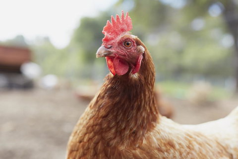 Eight Willows Retreat - Tourism TAS 33