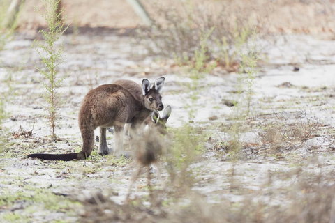 Eight Willows Retreat - Tourism TAS 32