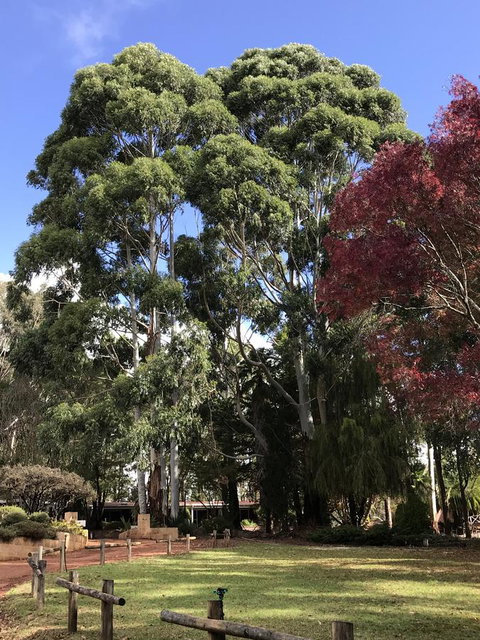 Forest Lodge Resort - Tourism TAS 15