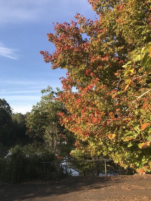 Forest Lodge Resort - Tourism TAS 32