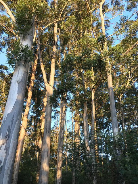 Forest Lodge Resort - Tourism TAS 37