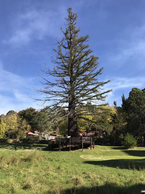 Forest Lodge Resort - Tourism TAS 38