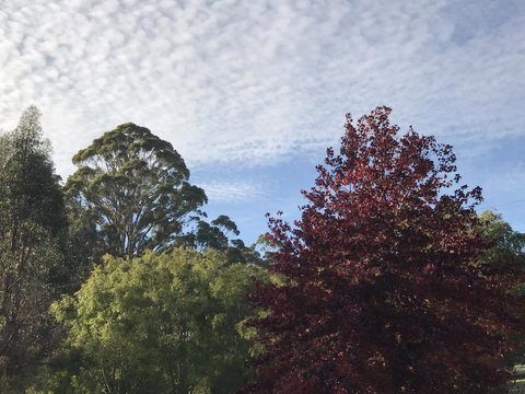 Forest Lodge Resort - Tourism TAS 39