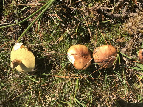 Forest Lodge Resort - Tourism TAS 34