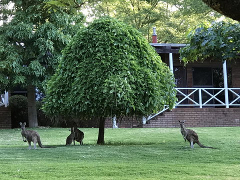 Forest Lodge Resort - Tourism TAS 1