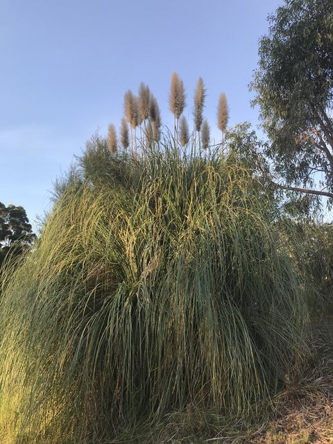 Forest Lodge Resort - Tourism TAS 19