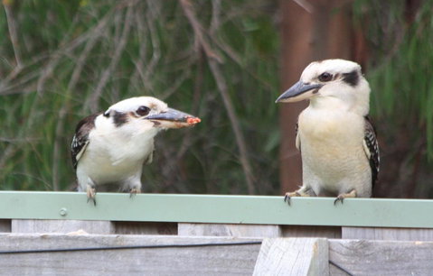 Riverview Tourist Park - Tourism TAS 27