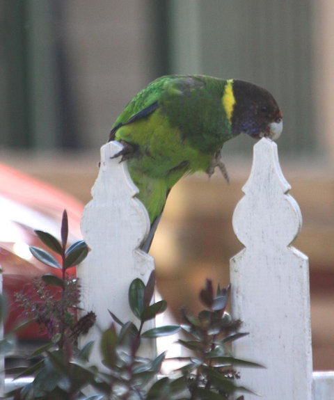 Riverview Tourist Park - Tourism TAS 35