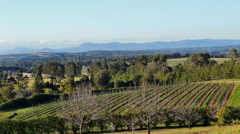Grapevines Boutique Accommodation - Hobart Tourism 21