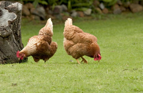 Peppermint Brook Cottages - Tourism TAS 10