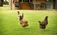 Peppermint Brook Cottages - thumb 12