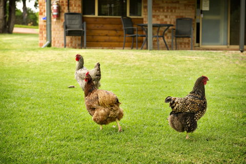 Peppermint Brook Cottages - Tourism TAS 12