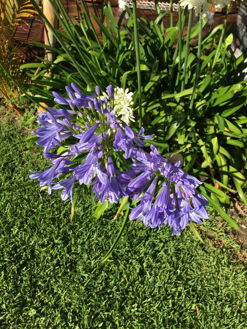 Bella Bali Gardens - Hobart Tourism 21