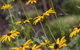 Nesuto Leura Gardens (formerly Waldorf Leura Gardens Resort) - thumb 15