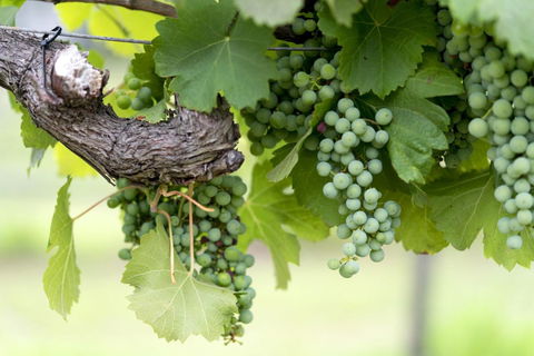 Thistle Hill Guesthouse - Walk To Many Wineries And Restaurants - Hobart Tourism 44