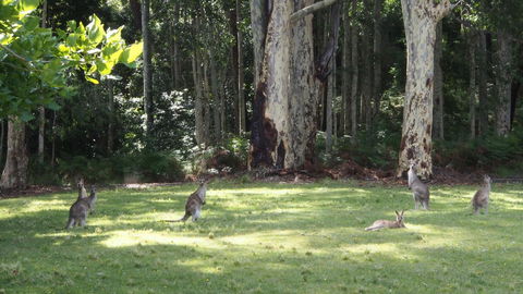 Bundle Hill Cottages - Tourism TAS 15