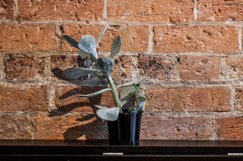 Chippendale Â· Quaint 1880â€™s Sydney Chippendale Terrace House - Tourism TAS 9