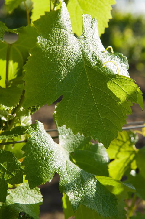 Ironstone Estate Lovedale - Tourism TAS 35