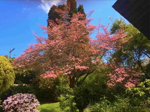 Dangal Gardens - Hobart Tourism 27