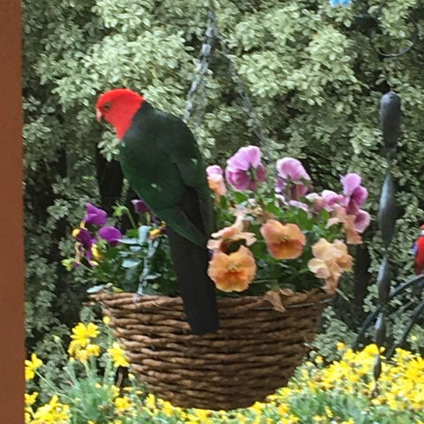 The Best Exotic Magnolia Cottage - Tourism TAS 32