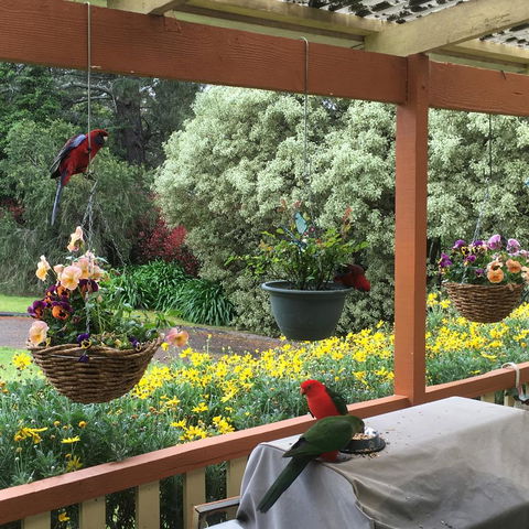 The Best Exotic Magnolia Cottage - Tourism TAS 33