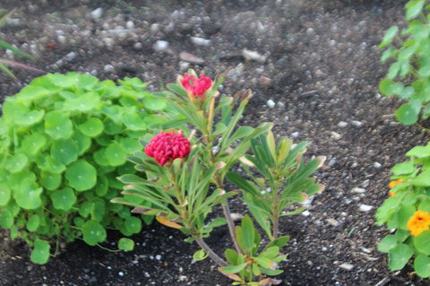 Red Waratah - Tourism TAS 12