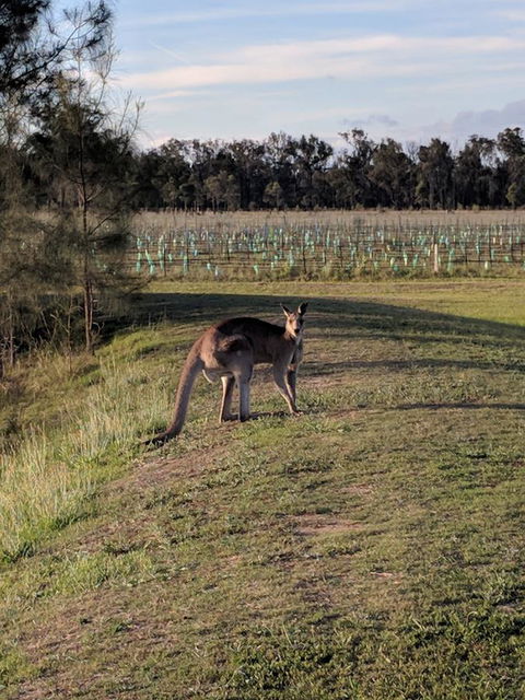 Madigan Wine Country Cottages - Hobart Tourism 7