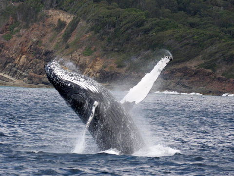 Braemar 9 - Hobart Tourism 8