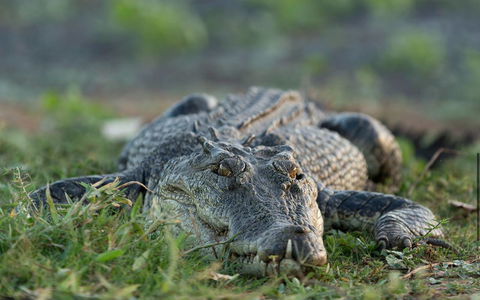 Wildman Wilderness Lodge - Hobart Tourism 24
