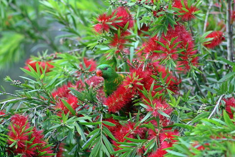 Bottlebrush B & B - Hobart Tourism 0