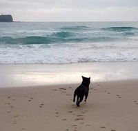 Breakers at Mudjimba Beach - Tourism TAS
