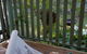 Buddha Cottage Springbrook - thumb 1