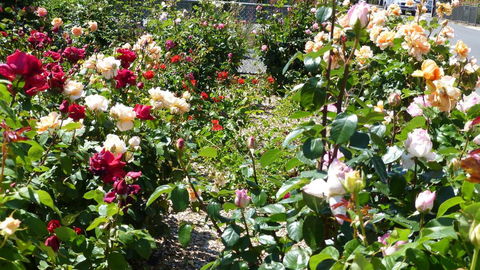 Cabernet Cottage - Hobart Tourism 3