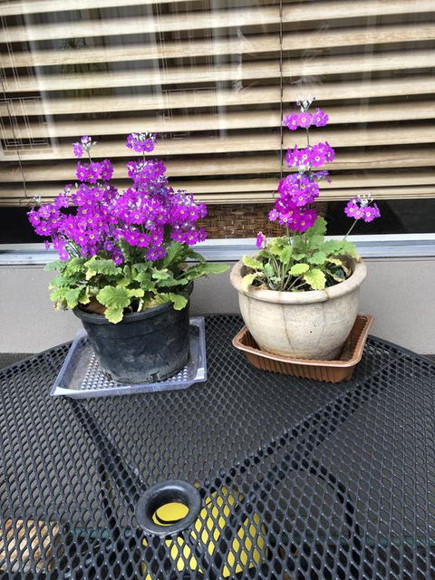 Central Wangaratta Motel - Hobart Tourism 2