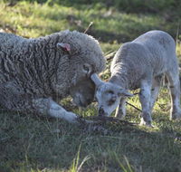 Clandulla Cottages  Farmstay - Hobart Tourism
