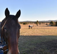 Clydesdale Cottage on Talga with real Clydesdale Horses - Hobart Tourism
