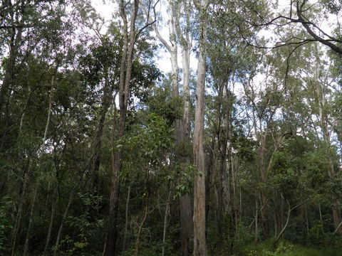 Coucals Cottage - Hobart Tourism 3
