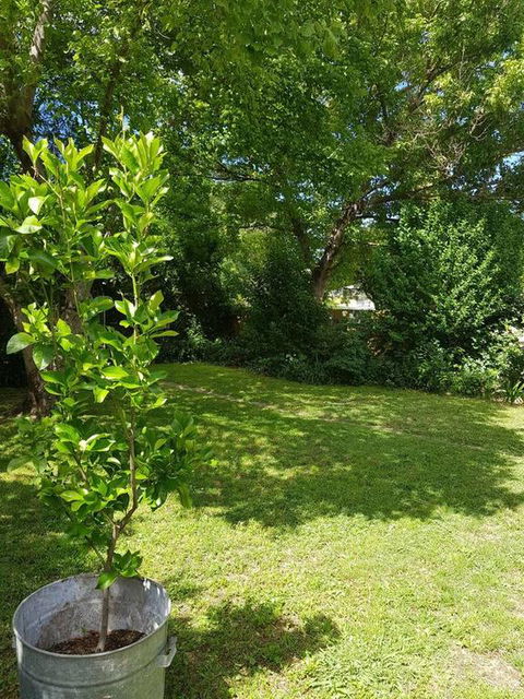 Cute Cottage On Byng - Walk To Town AND Pet Friendly - Hobart Tourism 3